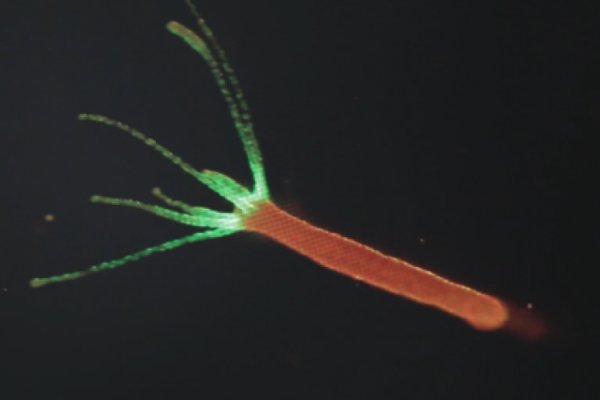 Кракен даркнет слушать